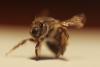 Anthophora plumipes